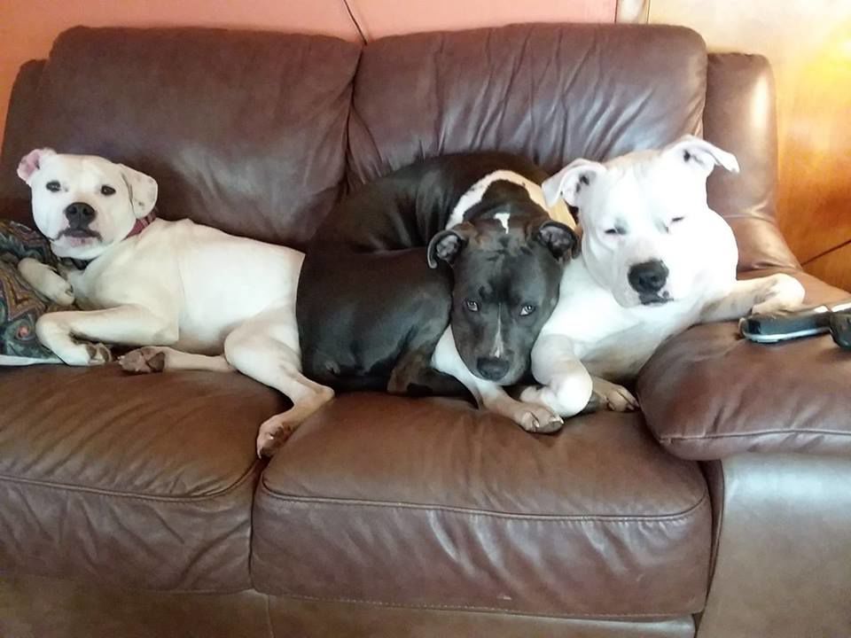 Lilly, Hamilton and Sugar